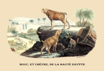 Bouc  et Chevre  de la Haute Egypte (Egyptian Goats) 12x18 Giclee on canvas