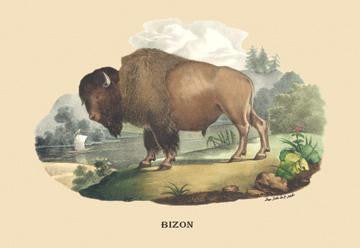 Bizon (Bison) 12x18 Giclee on canvas