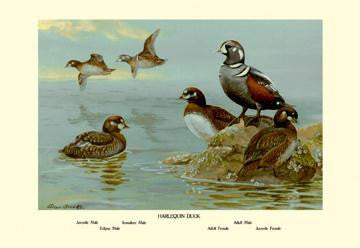 Harlequin Duck 12x18 Giclee on canvas