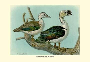 Comb or Knob-Billed Ducks 12x18 Giclee on canvas