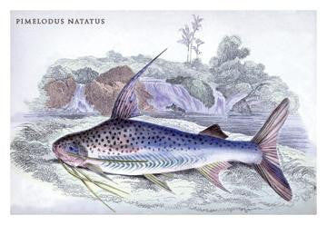 Pimelodus Notatus 12x18 Giclee on canvas