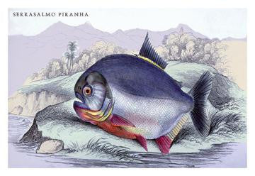 Serrasalmo Piranha 12x18 Giclee on canvas