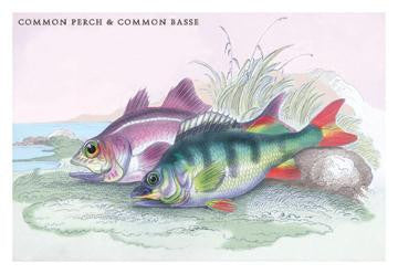 Common Perch and Common Bass 12x18 Giclee on canvas