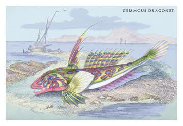 Gemmous Dragonet 12x18 Giclee on canvas