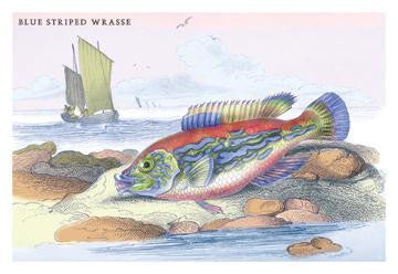 Blue Striped Wrasse 12x18 Giclee on canvas