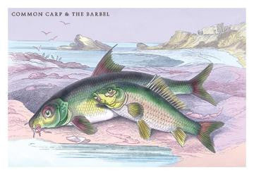 Common Carp and the Barbel 12x18 Giclee on canvas