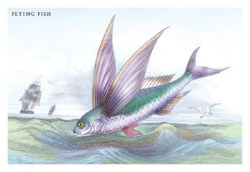 Flying Fish 12x18 Giclee on canvas