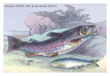 Salmon Feroxvar and Salmon Trout 12x18 Giclee on canvas