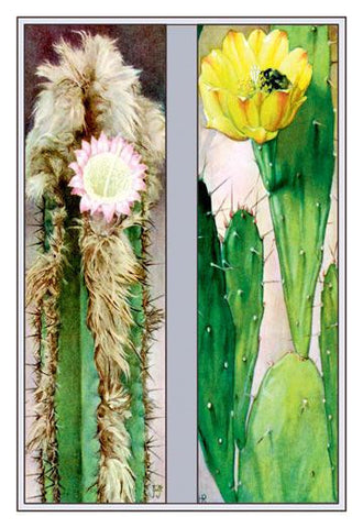 Cactus Flowers 12x18 Giclee on canvas