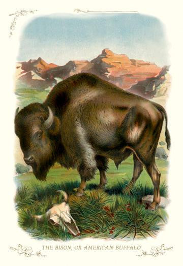 The Bison  or American Buffalo 12x18 Giclee on canvas