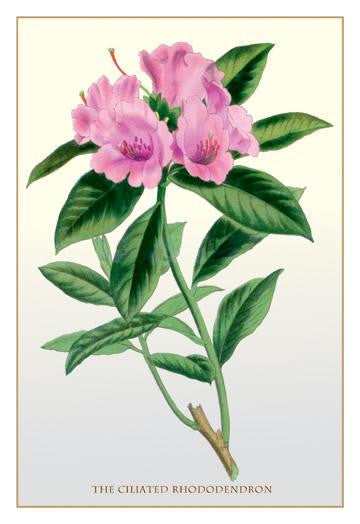 The Ciliated Rhododendron 12x18 Giclee on canvas