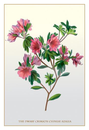 The Dwarf Crimson Chinese Azalea 12x18 Giclee on canvas