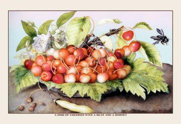 A Dish of Cherries With a Bean and a Hornet 12x18 Giclee on canvas