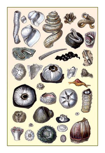 Shells: Annelides and Cirripedes 12x18 Giclee on canvas