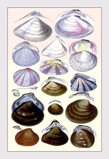 Shells: Dimyaria #3 12x18 Giclee on canvas