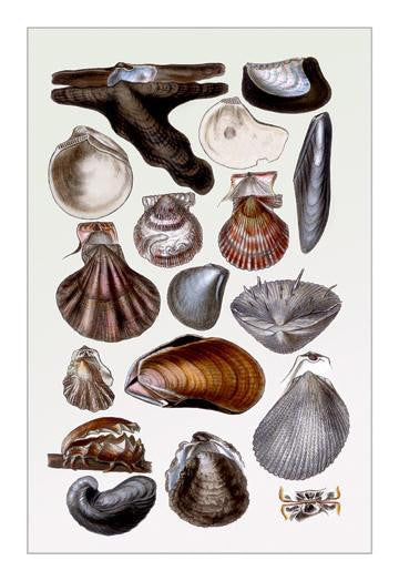 Shells: Monomyaria #2 12x18 Giclee on canvas