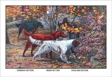 Gordon Setter  Irish Setter  English Setter 12x18 Giclee on canvas