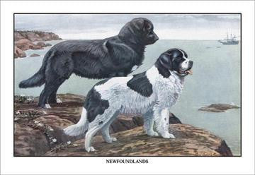 Two Newfoundlands 12x18 Giclee on canvas