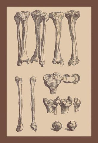 Leg Bones 12x18 Giclee on canvas