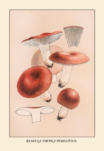 Russula Emetila (Poisonous) 12x18 Giclee on canvas