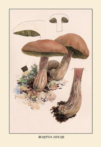 Boletus Edulis 12x18 Giclee on canvas