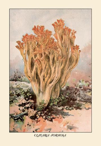 Clavaria Formosa 12x18 Giclee on canvas