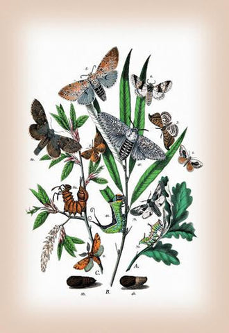 Moths: Cerura Vinula  C. Erminea  et al. 12x18 Giclee on canvas