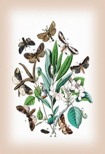 Moths: Pterostoma Palpina  Statalia Argentina  et al. 12x18 Giclee on canvas