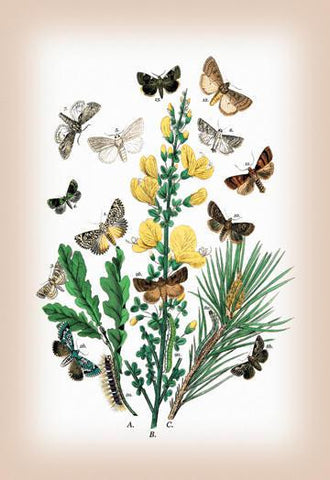 Moths: Dipthera Ludifica  Moma Orion  et al. 12x18 Giclee on canvas