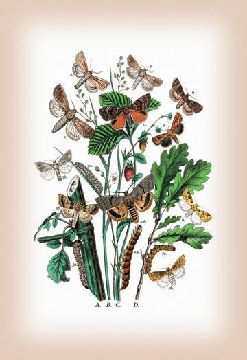 Moths: Leucania Pallens  L. Obsoleta  et al. 12x18 Giclee on canvas