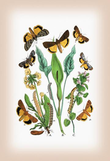 Moths: Triphaena Finbria  T. Comes  et al. 12x18 Giclee on canvas