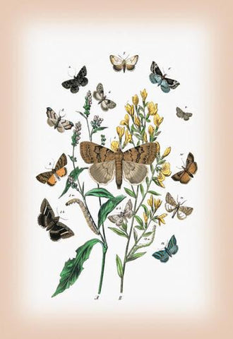 Moths: Pericyma Albidentaria  Spintherops Spectrum  et al. 12x18 Giclee on canvas