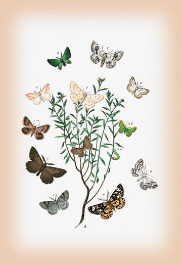 Moths: Selidosema Plumaria  Thamnonoma Vincularia  et al. 12x18 Giclee on canvas