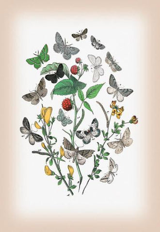 Moths: Aspilates Gilvaria  Hypoplectis Adspersaria  et al. 12x18 Giclee on canvas