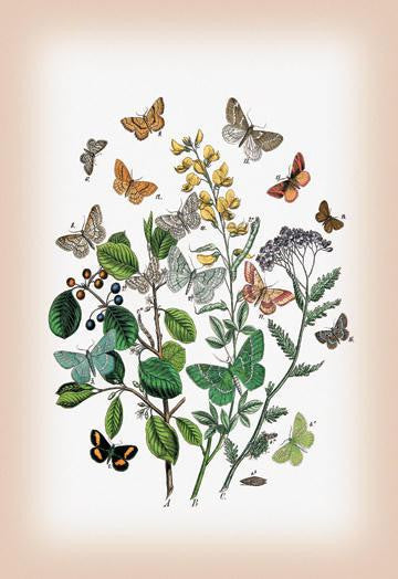 Moths: Psodos Quadrifaria  Geometra Papilionaria  et al. 12x18 Giclee on canvas