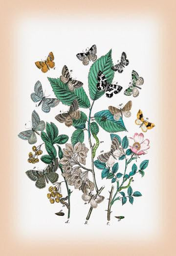 Moths: Ortholitha Palumbaria  O. Bipunctaria  et al. 12x18 Giclee on canvas