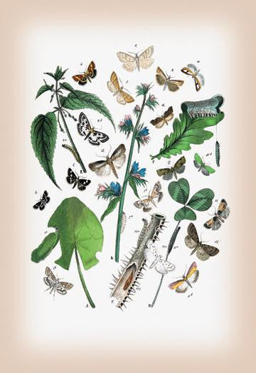 Moths: Pyrales Farinalis  Agliossa Pinguinalis  et al. 12x18 Giclee on canvas