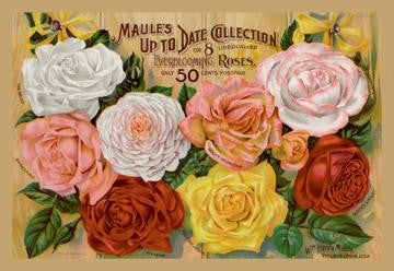 Maule&#39;s Up to Date Collection 12x18 Giclee on canvas