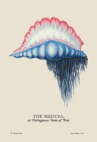 The Medusa  or Portuguese Man of War 12x18 Giclee on canvas