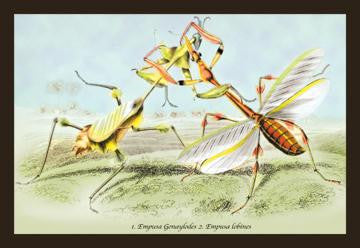 Insects: Empusa Gonaylodes and E. Lobines 12x18 Giclee on canvas