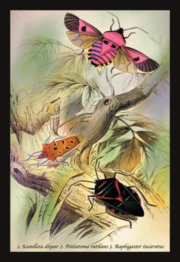 Insects: Pentatoma Rutilans and Raphigaster Incarntus 12x18 Giclee on canvas