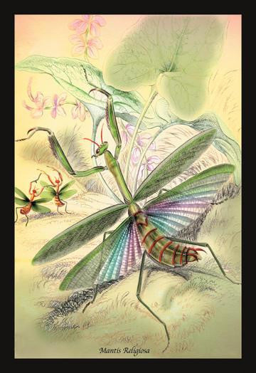 Insects: Mantis Religiosa 12x18 Giclee on canvas