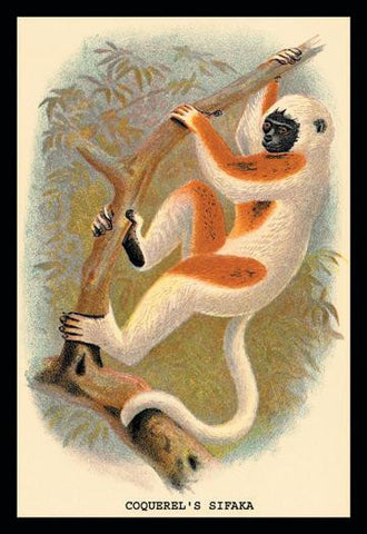 Coquerel&#39;s Sifaka 12x18 Giclee on canvas