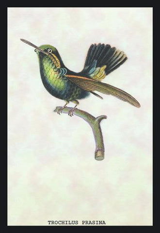 Hummingbird: Trochilus Prasina 12x18 Giclee on canvas