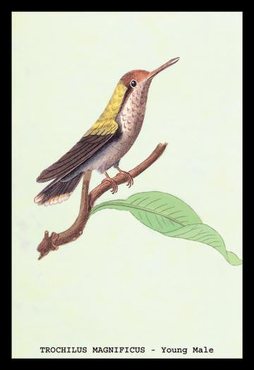 Hummingbird: Trochilus Magnificus - Young Male 12x18 Giclee on canvas