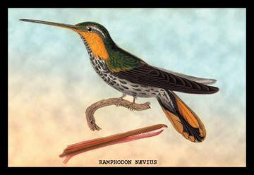 Hummingbird: Ramphodon Naevius 12x18 Giclee on canvas