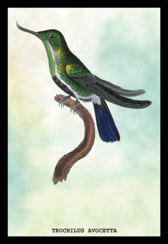 Hummingbird: Trochilus Avocetta 12x18 Giclee on canvas