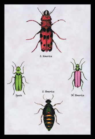 Beetles from North and South America and Spain #1 12x18 Giclee on canvas