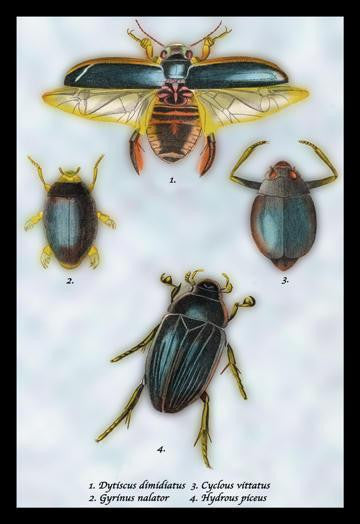 Beetles: Dytiscus Dimidiatus  Gyrinus Nalator et al. #1 12x18 Giclee on canvas