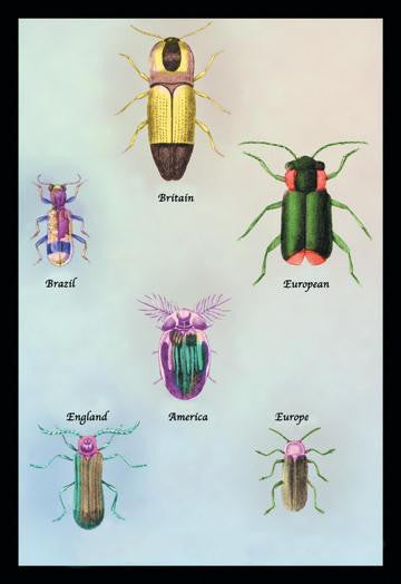 Beetles of America  Britain  Brazil  England and Europe #1 12x18 Giclee on canvas